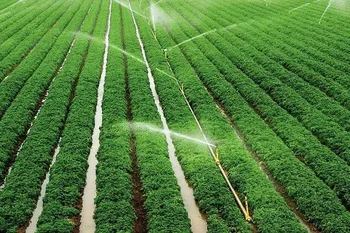 اجرای ۵ پروژه ملی برای ارتقای تولید محصولات گواهی شده کشاورزی